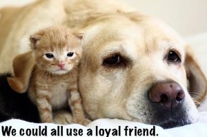 we could all use a loyal friend